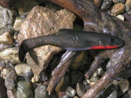 Shad 18 BR (1 pcs.)
