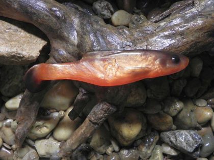 Shad 18 OB (1 pcs.)